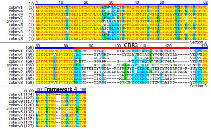 까치상어 vNAR phage display library의 random picking 결과