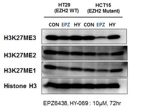 대장암에서 히스톤 메틸전달효소 EZH2 저해제의 H3K27 mono, di, tri 메틸화 억제효과