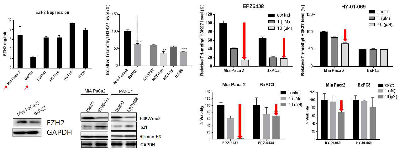 췌장암에서 히스톤 메틸전달효소 EZH2 발현, 임상중인 EZH2 저해제의 H3K27 tri 메틸화 억제효과