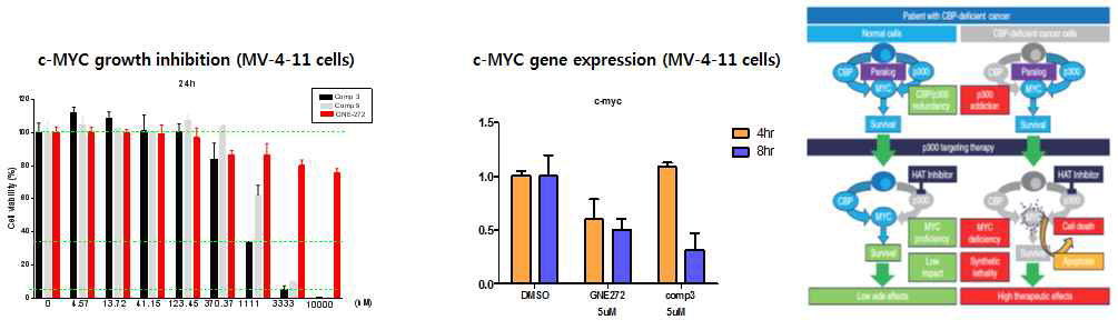 MV-4-11세포에서 CBP 저해제의 처리후 Myc 발현억제 및 세포성장억제 효과