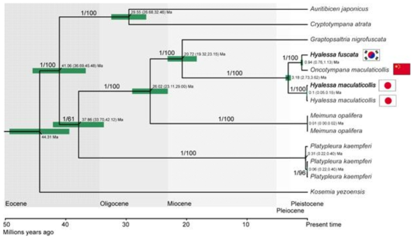 Maximum Likelihood와 Bayesian Inference 분석을 통한 아시아 매미의 계통 및 분화시기