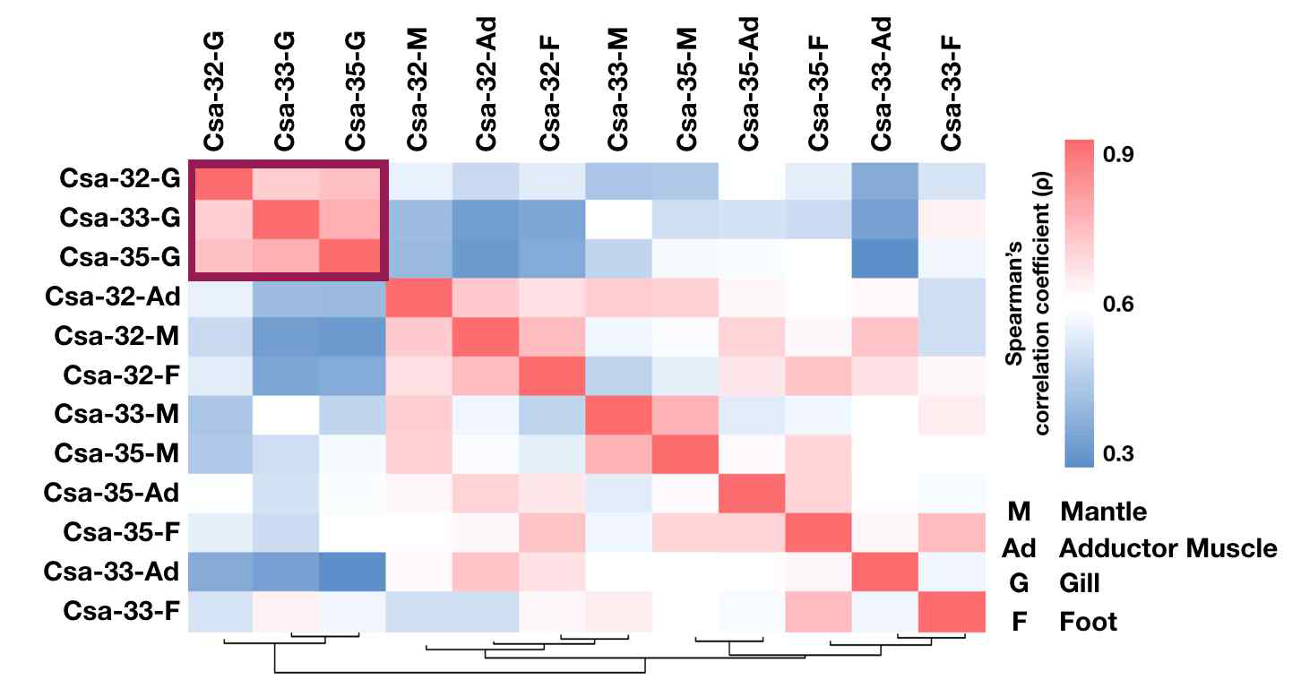 Spearman correlation 분석 결과 C. sandai의 조직별 전사체의 correlation heatmap