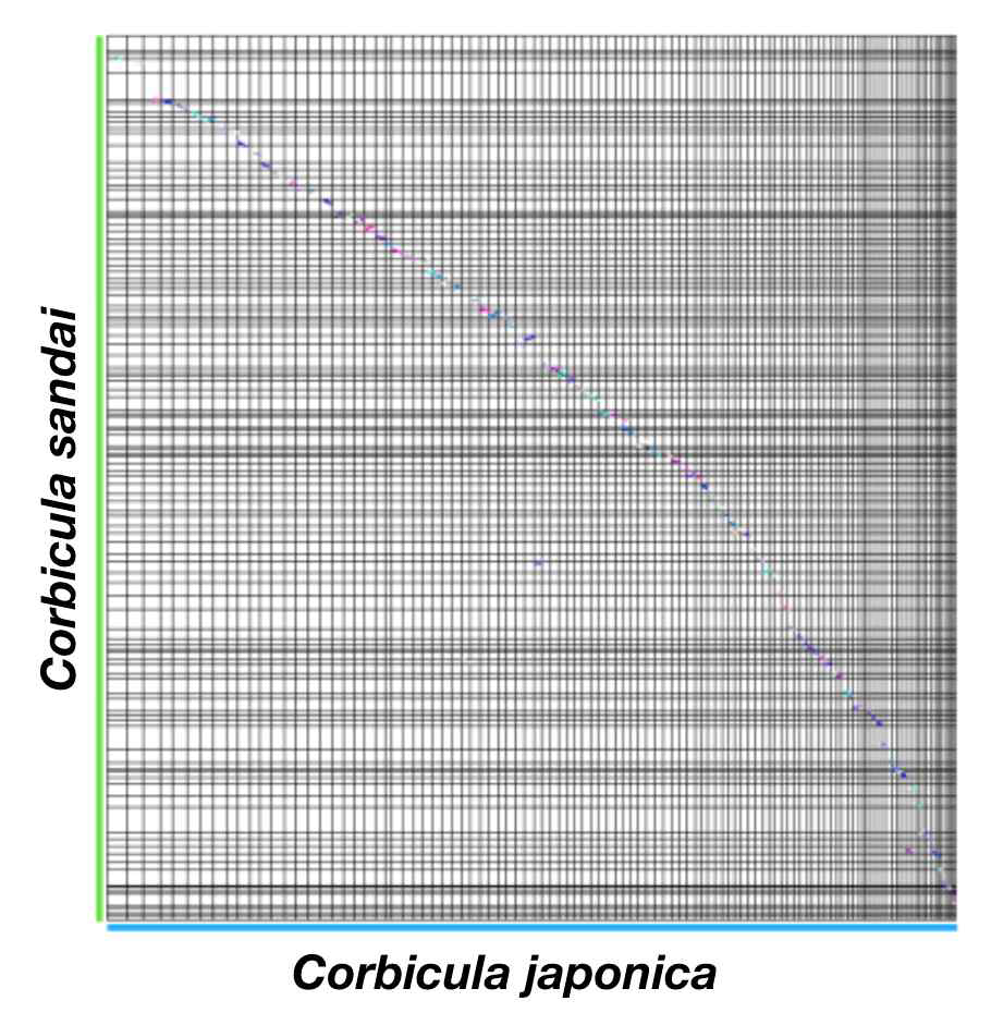 C. sandai와 C. japonica 두 종 사이에 synteny 구조 분석 결과 collinearity를 가지는 유전자 dot plot