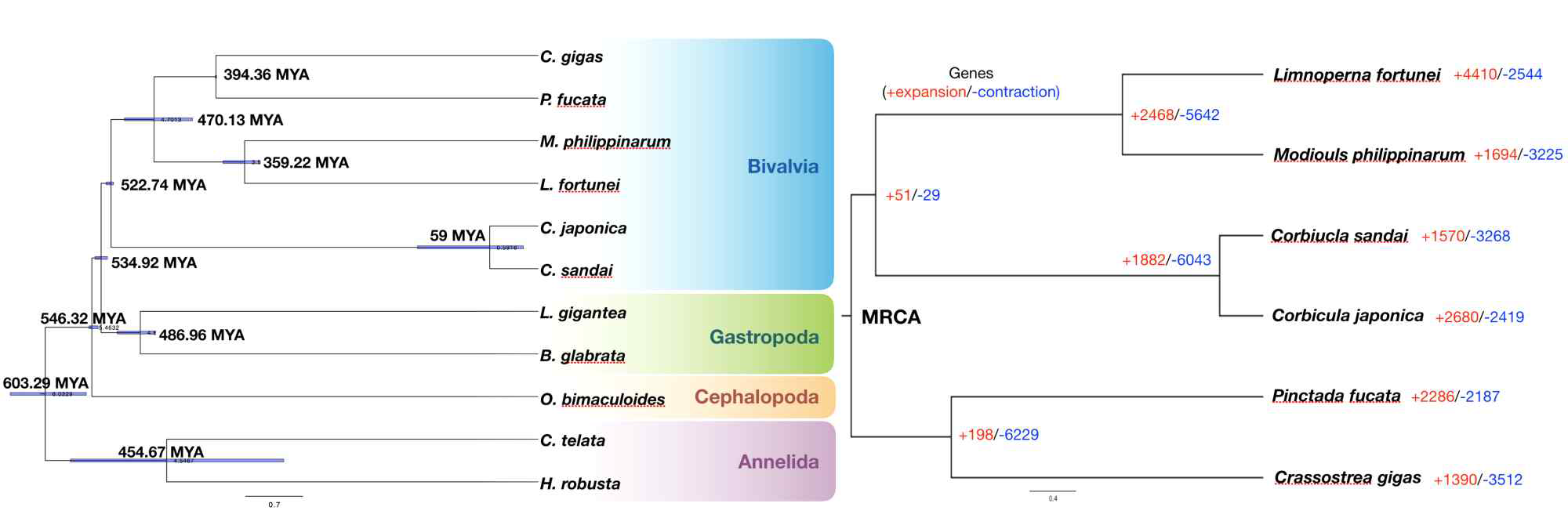 C. sandai와 근연종 및 outgroup 종간의 orthologous gene을 이용한 phylogenetic tree와 각 lineage의 gene family expansion 및 contraction 분석 결과