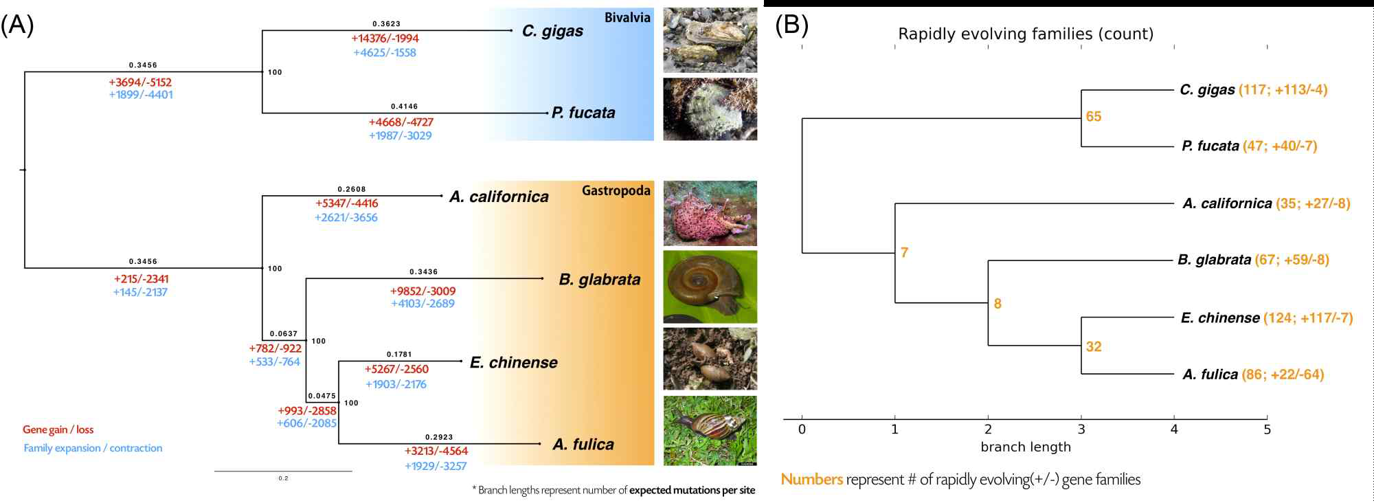 (A) RAxML을 사용하여 얻어낸 연체동물 6종의 계통수를 기반으로 CAFE 프로그램을 이용하여 gene family expansion/contraction을 분석한 계통수 (B) CAFE 프로그램을 이용하여 비교적 최근에 빠르게 진화했다고 보이는 gene family들의 lineage(종)별 expansion/contraction