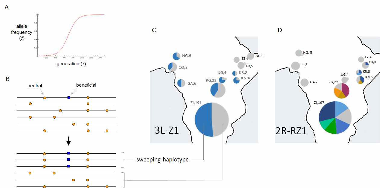 A. 이로운 돌연변이에 시간에 따라 일정한 강도가 주어지는, 즉 단순한 자연선택에 따른 변이의 빈도 변화. B. 불완전 선택일소의 모식도: 이로운(beneficial) 변이가 자연선택에 의해 증가할 때 같은 염색체에 연관되어 있는 중립변이도 함께 증가하여 특이한 염기서열 (haplotype) 패턴을 형성한다. C. 이로운 변이를 지니고 있는 염기서열을 확인하여 이를 sweeping haplotype (SH)이라고 정의하고, SH의 지역적 분포를 지도상에 표시하였다. 이 그림은 불 완전 선택일소의 패턴이 확인된 38개 좌위 중의 하나인 3L-Z1의 SH분포를 보여준다. 파이 그래프에서 파란색으로 표시된 부분이 각 지역에서 SH의 빈도을 나타낸다. D. 2R-RZ1 좌위의 경우 반복적인 돌연변이 발생으로 생긴 여러개의 SH가 각각 중간값의 빈도에 도달하나 조상형(wild-type) 염기서열이 소멸되지는 않는 현상이 관찰된다