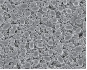 나노입자가 코팅된 nanopillar architectural LED의 SEM 이미지 (Left)