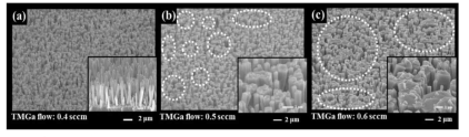 FE-SEM images of GaN NWs grown after step-3