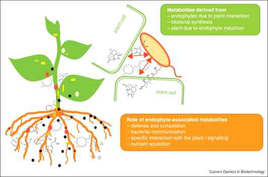 식물-미생물 상호작용에서 미생물 유래 대사체들의 역할 예상도