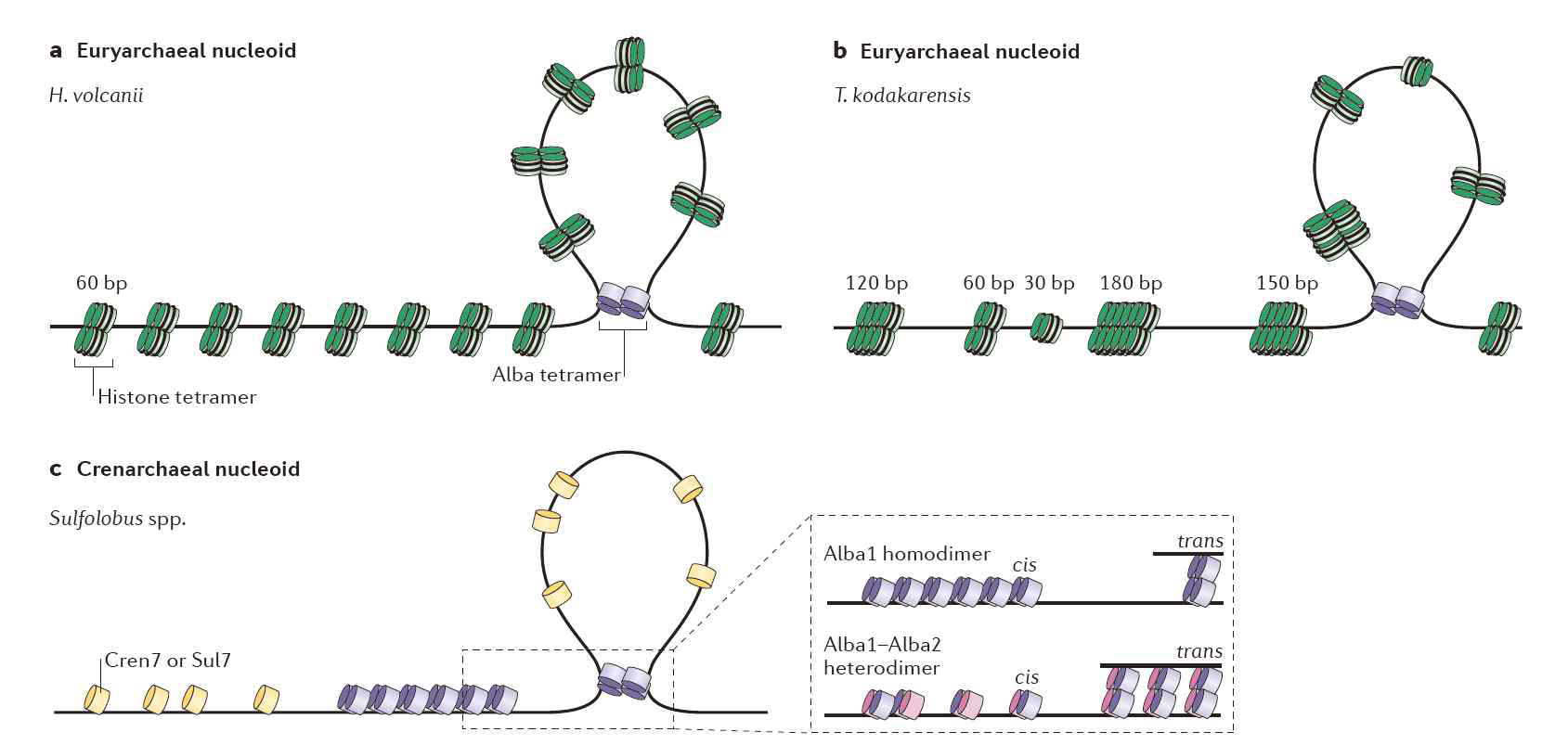 고세균에서의 chromatin 구조