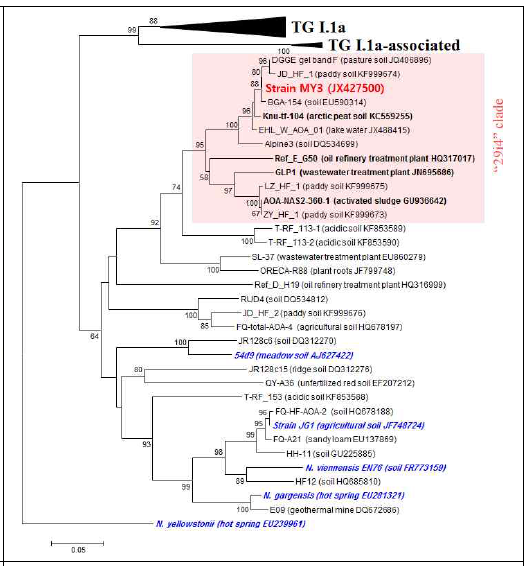 배양된 토양 고세균 strain MY3의 archaeal amoA 유전자에 기초한 phylogenetic tree