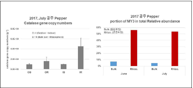 2017년 고추 (Capsicum annuum) 샘플의 catalase gene based qPCR 결과와 16S rRNA NGS 결과 비교