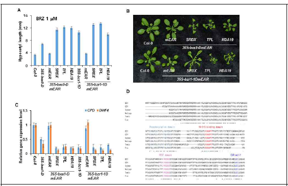 Histone Deacetyl Trasnsferase에 의한 브라시노스테로이드 신호전달 조절 기작