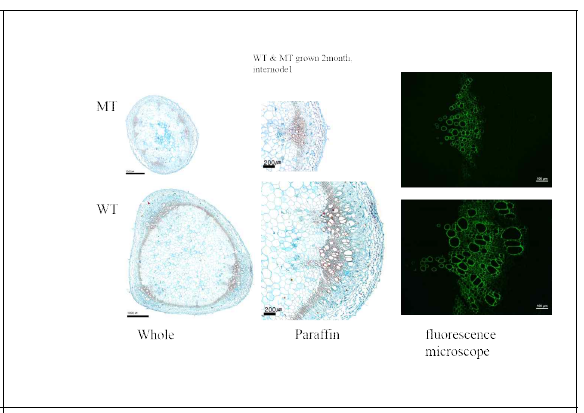 마이크로톰(micro-tom, MT)에서 보이는 물관부 발달 결여 표현형