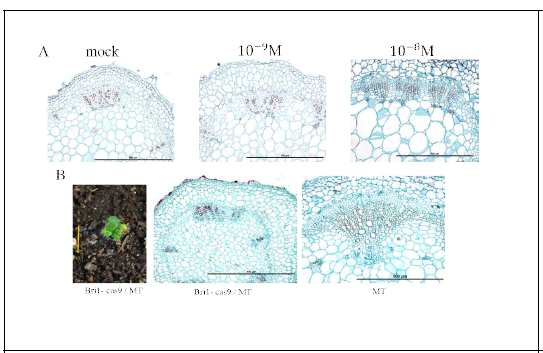 브라시노스테로이드에 의한 물관부 발달의 촉진(A) 및 cas9 시스템을 통한 Knock-out(B)