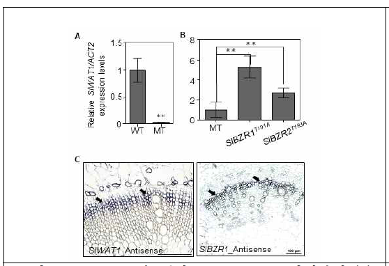 qRT-PCR을 통한 SlWAT1 RNA 발현분석 (A) 및 In Situ Hybridization 결과 (B)