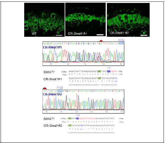 Slwat1-CRISPR/cas9 돌연변이 표현형