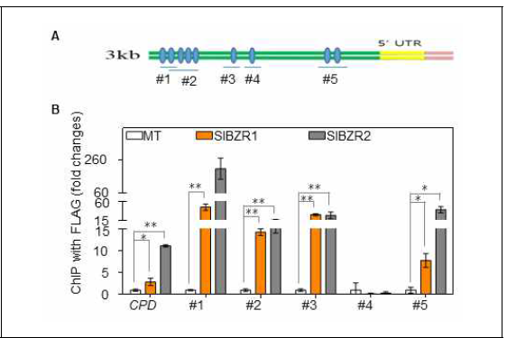 ChIP assay를 통한 전사조절인자 SlBZR1 / SlBZR2의 전사조절 메커니즘 확인