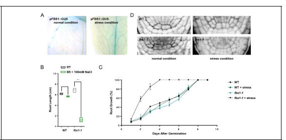 Stress에 의해 유도되는 FBS1의 Quiescent Center 조절을 통한 정상적인 뿌리 발달 조절