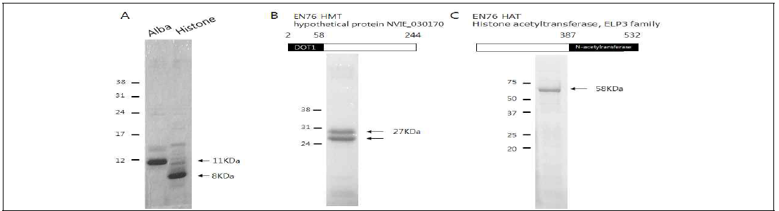 EN76 고세균의 Alba, histone 및 putative histone modifying 효소들의 정제