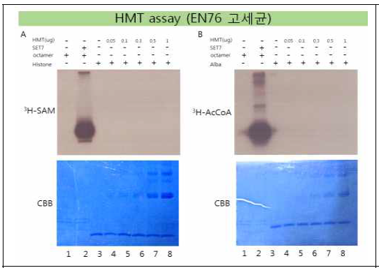 EN76고세균의 HMT assay