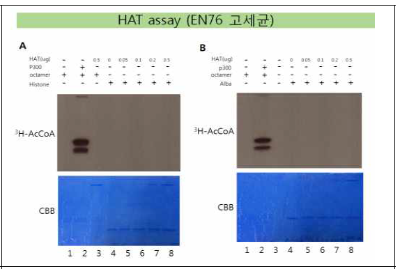 EN76고세균의 HAT assay