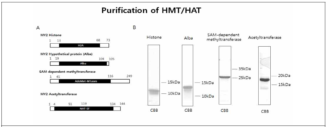 MY2 고세균의 Alba, histone 및 putative histone modifying 효소들의 정제