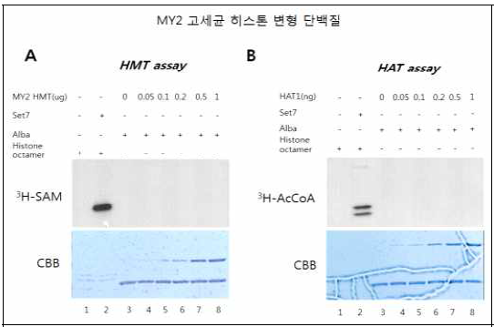 MY2 고세균의 putative histone modifying 효소들의 HAT/HMT assay