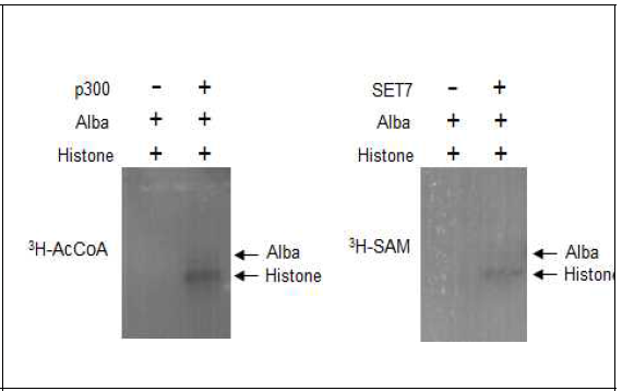 p300과 SET7에 의한 EN76 히스톤단백질의 아세틸화 및 메틸화