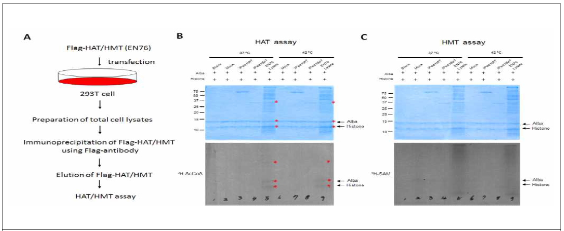 HMT assay using Flag-EN76 HAT/HMT protein purified from mammalian cells