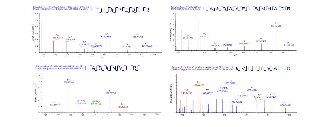 질량분석법을 통한 히스톤 아세틸화 부위 분석