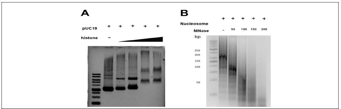 EN76고세균의 뉴클레오솜의 패턴 분석 (in vitro)