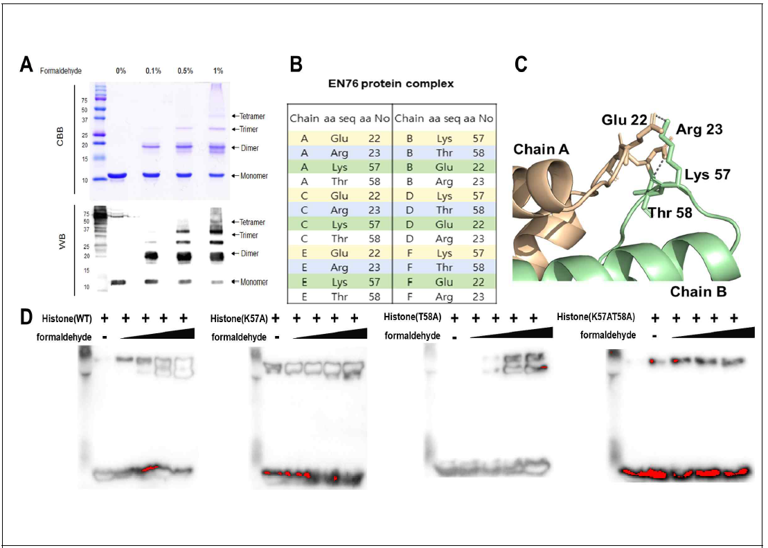 Formaldehyde crosslinking을 이용한 EN76고세균 히스톤의 oligomerization구조 분석