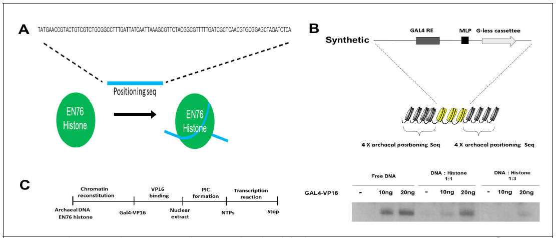 고세균 EN76고세균 뉴클레오솜 이용한 in vitro transcription system 구축