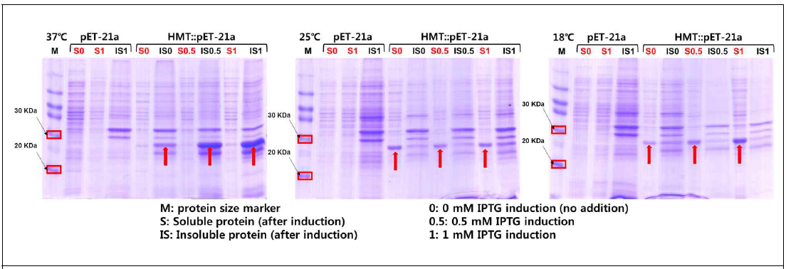배양 온도, IPTG 첨가 조절을 통한 표적 HMT 단백질의 최적 발현 조건 확립