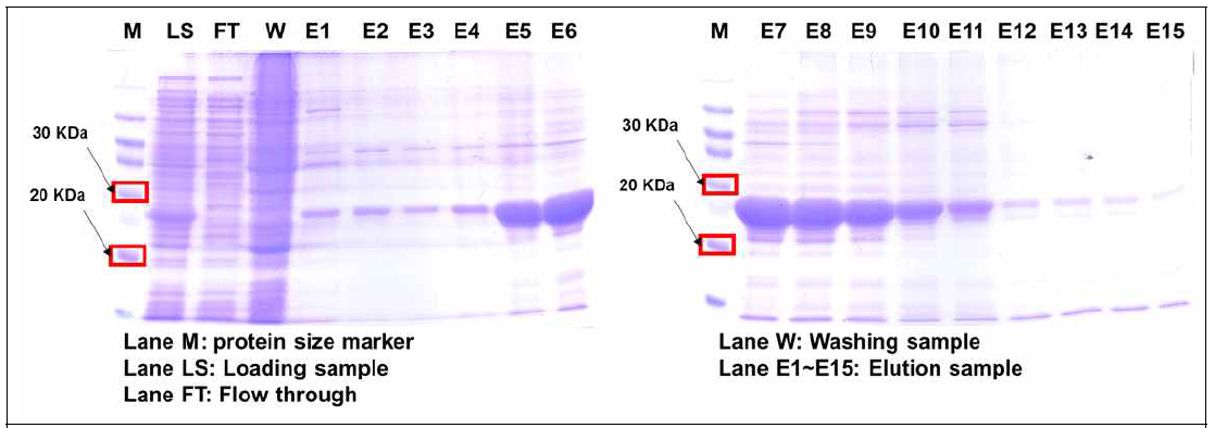 Affinity chromatography를 통한 HMT 단백질의 대량 발현 및 정제 결과