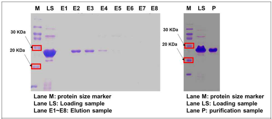 Size exclusion chromatography를 통한 HMT 단백질의 대량 발현 및 정제 결과