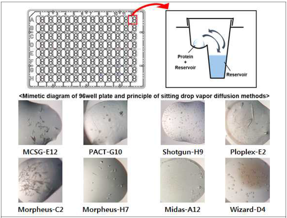 Vapor diffusion method를 통한 단백질 결정 형성 모식도 및 HMT 결정 형성 확인