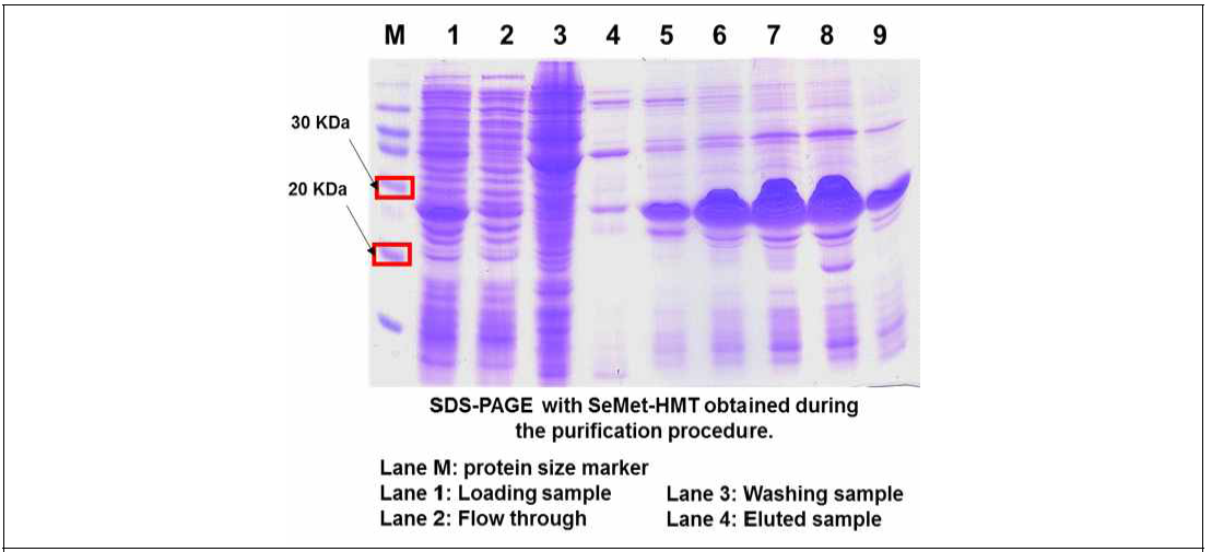 Affinity chromatography를 통한 SeMet-HMT의 대량 발현 및 정제 결과