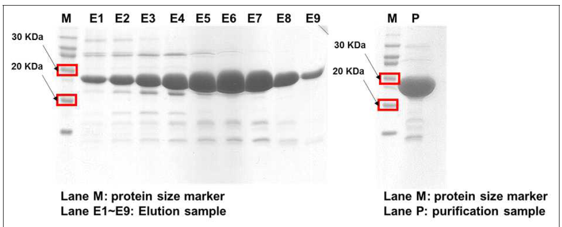 Size exclusion chromatography를 통한 SeMet-HMT의 대량 발현 및 정제 결과