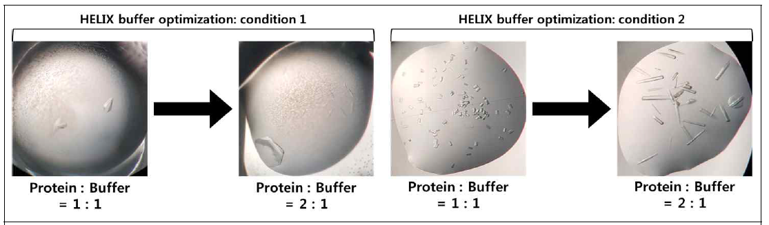 Protein, buffer의 비율 변화에 따른 조건별 HMT 결정 형성 비교