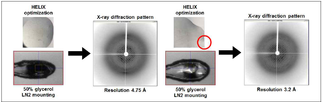 SeMet-HMT와 optimization buffer를 활용한 diffraction data 확보