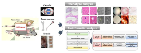 노화 모델 설정 및 근골격계 노화 후성유전 배경 변화 규명 전략