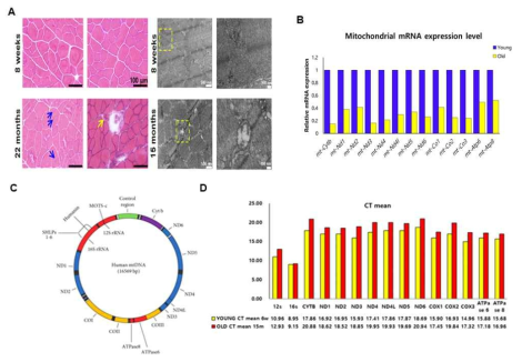 노화 연관 근육의 변화와 미토콘드리아 유전자의 발현율 분석