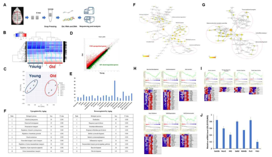 노화 마우스의 두개골 조직의 Transcriptome 분석