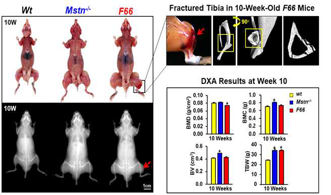 Mstn-/- 와 F66 마우스에서 나타나는 근육과 뼈 비교 분석