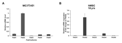 MC3T3-E1 및 hMSC 에서의 Padi isoform 발현 양상