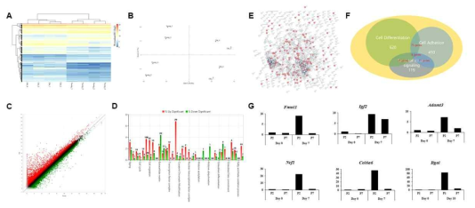 조골세포 노화 모델의 Transcriptome 분석 결과