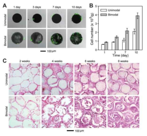 (A) 공초점 현미경 이미지 및 (B) 다공성 구조를 갖는 PLLA microbeads상에서 배양 1, 3, 5 및 7 일에서의 세포 증식. 세포는 LIVE/DEAD 염색을 사용하여 염색하였고, 공초점 현미경 이미지에서 녹색 및 적색은 각각 살아있는 세포 및 죽은 세포를 나타냄. (C) 이식 후 2, 4, 6 및 8주에 다공성 구조를 갖는 피하이식 된 PLLA microbeads의 hematoxylin 및 eosin (H&E) 염색 된 이미지