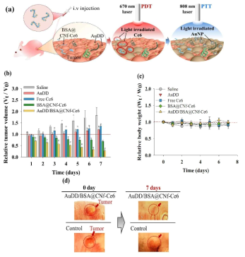 (a) PDT/PTT 이중 요법이 적용되는 AuDD/BSA@CNf-Ce6의 광 조사 모식도. (b) MDA-MB-231 종양 세포가 이식된 누드 마우스에 식염수(대조군)와 AuDD, free Ce6, CNf 샘플들을 처리한 후 상대적인 종양 크기 변화(Vt/V0, Vt는 시간에 따른 크기 변화, V0는 초기 종양 크기)와 (c) 상대적인 체중 변화(Wt/W0, Wt는 시간에 따른 크기 변화, W0는 초기 종양 크기). 종양 부위는 주사 후 8시간이 지나고 670 nm 광원을 사용하여 5.2 mW/cm2의 세기로 40분 동안 조사하고 (PDT), 이어서 808 nm 광원을 이용하여 2 W/cm2의 세기로 5분간 광 조사함(PTT). (d) MDA-MB-231 종양세포가 이식된 누드 마우스에 샘플을 주사하고 7일 후의 디지털 이미지. 종양 부위는 원형의 점선으로 표기함